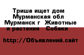 Триша ищет дом - Мурманская обл., Мурманск г. Животные и растения » Собаки   